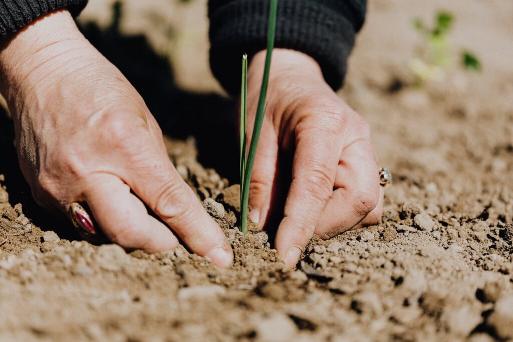 man planting sapling pexels photo 4207908